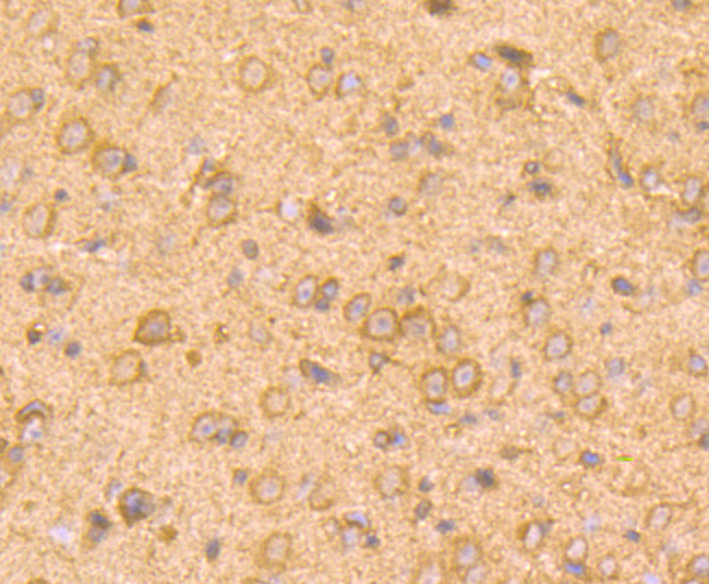 Immunohistochemical analysis of paraffin-embedded mouse brain tissue using anti-Smad2 antibody. Counter stained with hematoxylin.