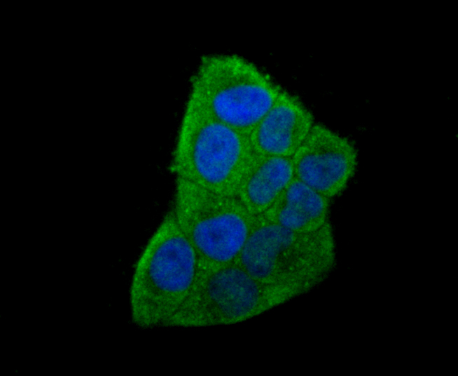 ICC staining of IL6 in Hela cells (green). Formalin fixed cells were permeabilized with 0.1% Triton X-100 in TBS for 10 minutes at room temperature and blocked with 10% negative goat serum for 15 minutes at room temperature. Cells were probed with the primary antibody (EM1701-45, 1/50) for 1 hour at room temperature, washed with PBS. Alexa Fluor®488 conjugate-Goat anti-Mouse IgG was used as the secondary antibody at 1/1,000 dilution. The nuclear counter stain is DAPI (blue).