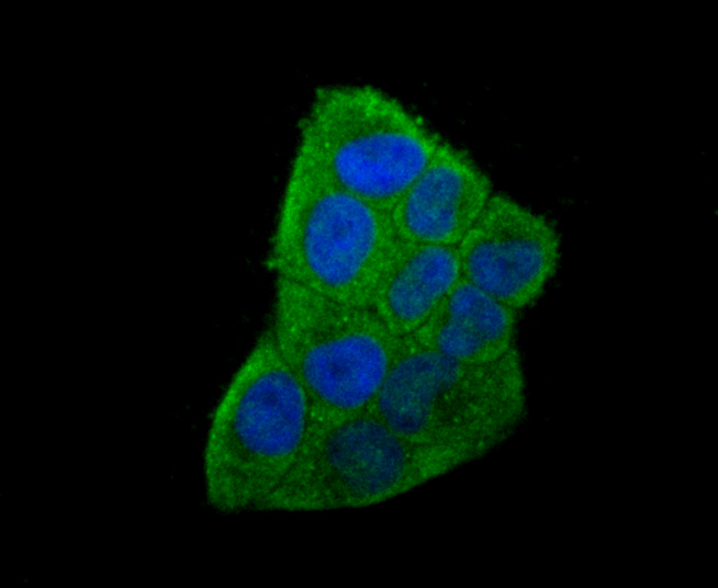IL-6 Mouse monoclonal Antibody