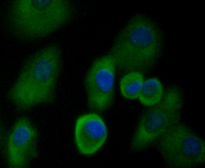 ICC staining of UAP1 in A549 cells (green). Formalin fixed cells were permeabilized with 0.1% Triton X-100 in TBS for 10 minutes at room temperature and blocked with 1% Blocker BSA for 15 minutes at room temperature. Cells were probed with the primary antibody (EM1701-50, 1/50) for 1 hour at room temperature, washed with PBS. Alexa Fluor®488 Goat anti-Mouse IgG was used as the secondary antibody at 1/1,000 dilution. The nuclear counter stain is DAPI (blue).