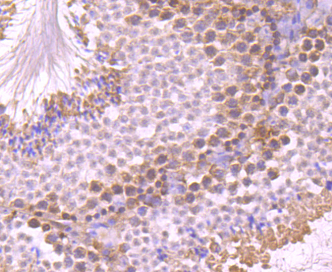 Immunohistochemical analysis of paraffin-embedded mouse testis tissue tissue using anti-UAP1 antibody. The section was pre-treated using heat mediated antigen retrieval with Tris-EDTA buffer (pH 8.0-8.4) for 20 minutes.The tissues were blocked in 5% BSA for 30 minutes at room temperature, washed with ddH2O and PBS, and then probed with the primary antibody (EM1701-50, 1/50) for 30 minutes at room temperature. The detection was performed using an HRP conjugated compact polymer system. DAB was used as the chromogen. Tissues were counterstained with hematoxylin and mounted with DPX.