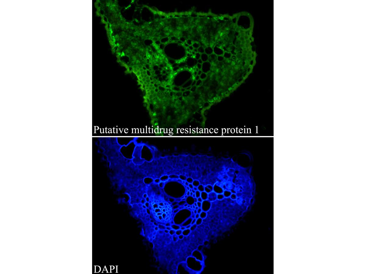 Immunofluorescence analysis of paraffin-embedded Rice tissue using anti-Putative multidrug resistance protein 1 antibody (green). The nuclear counter stain is DAPI (blue).