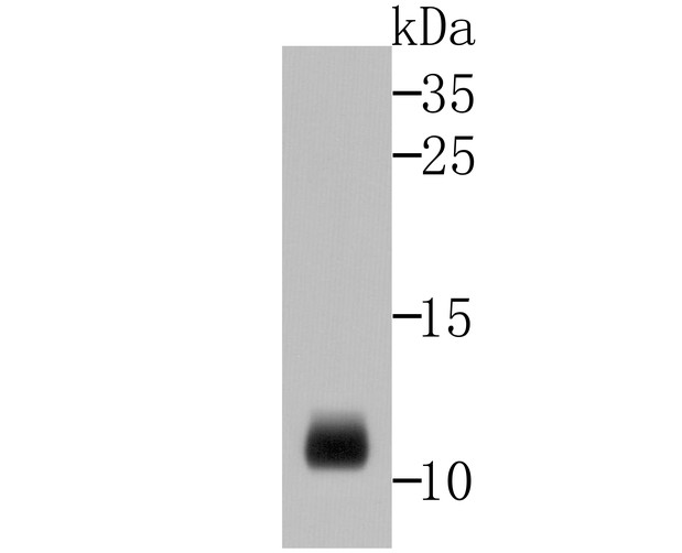 Western blot analysis of HNP-1 cell lysate on rat spleen tissue lysates using anti-HNP-1 antibody at 1/500 dilution.
