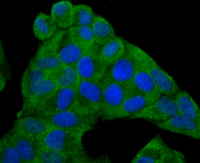 ICC staining of IL6 in Hela cells (green). Formalin fixed cells were permeabilized with 0.1% Triton X-100 in TBS for 10 minutes at room temperature and blocked with 10% negative goat serum for 15 minutes at room temperature. Cells were probed with the primary antibody (EM1701-58, 1/50) for 1 hour at room temperature, washed with PBS. Alexa Fluor®488 conjugate-Goat anti-Mouse IgG was used as the secondary antibody at 1/1,000 dilution. The nuclear counter stain is DAPI (blue).