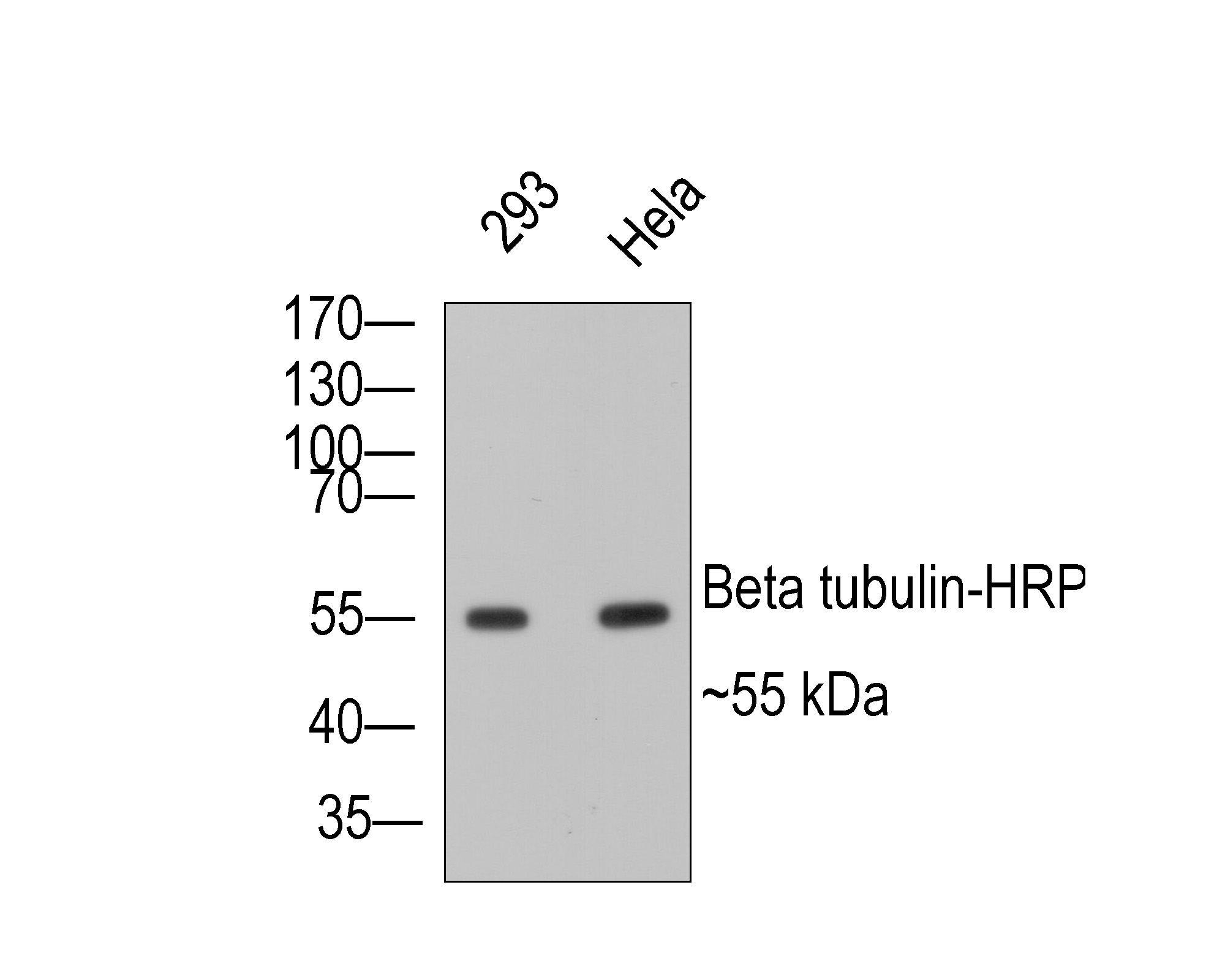 Western blot analysis of Beta tubulin on different lysates with Mouse anti-Beta tubulin antibody (EM1701-59) at 1/5,000 dilution.<br />
<br />
Lane 1: 293 cell lysate<br />
Lane 2: Hela cell lysate<br />
<br />
Lysates/proteins at 10 µg/Lane.<br />
<br />
Predicted band size: 50 kDa<br />
Observed band size: 55 kDa<br />
<br />
Exposure time:0.5 minutes ;<br />
<br />
10% SDS-PAGE gel.<br />
<br />
Proteins were transferred to a PVDF membrane and blocked with 5% NFDM/TBST for 1 hour at room temperature. The primary antibody (EM1701-59) at 1/5,000 dilution was used in 5% NFDM/TBST at room temperature for 2 hours. Goat Anti-Mouse IgG - HRP Secondary Antibody (HA1006) at 1:100,000 dilution was used for 1 hour at room temperature.