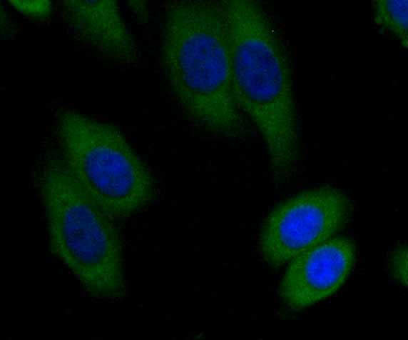 ICC staining BHMT (green) in HepG2 cells. The nuclear counter stain is DAPI (blue). Cells were fixed in paraformaldehyde, permeabilised with 0.25% Triton X100/PBS.