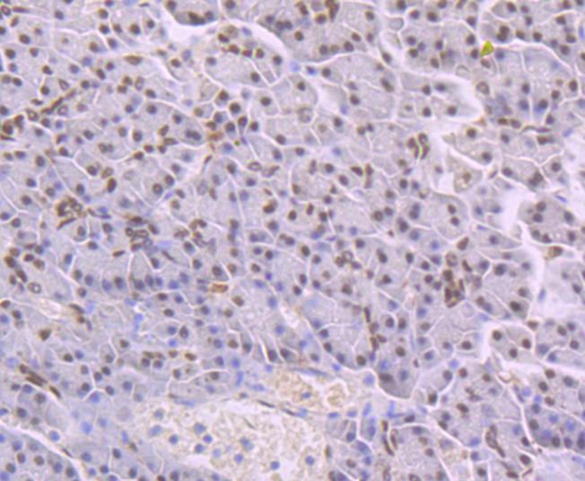 Immunohistochemical analysis of paraffin-embedded human pancreas tissue using anti-NFIB/NF1B2 antibody. Counter stained with hematoxylin.