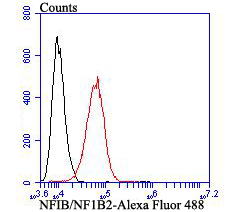 Flow cytometric analysis of SH-SY-5Y cells with NFIB/NF1B2 antibody at 1/100 dilution (red) compared with an unlabelled control (cells without incubation with primary antibody; black). Alexa Fluor 488-conjugated goat anti-mouse IgG was used as the secondary antibody.