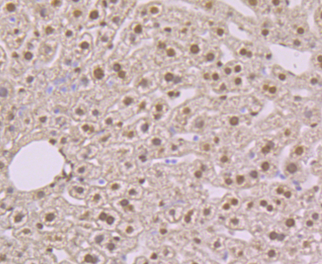 Immunohistochemical analysis of paraffin-embedded mouse liver tissue using anti-NFIB/NF1B2 antibody. Counter stained with hematoxylin.