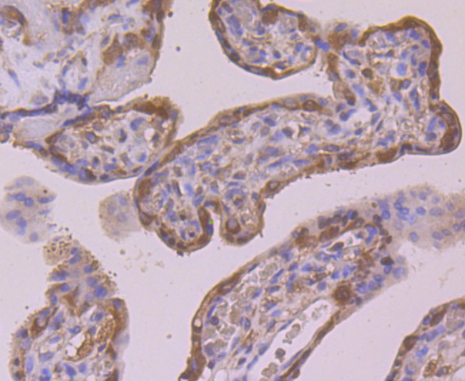 Immunohistochemical analysis of paraffin-embedded human placenta tissue using anti- Peroxiredoxin 2 antibody. Counter stained with hematoxylin.