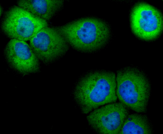 ICC staining PRDX6 (green) in A431 cells. The nuclear counter stain is DAPI (blue). Cells were fixed in paraformaldehyde, permeabilised with 0.25% Triton X100/PBS.