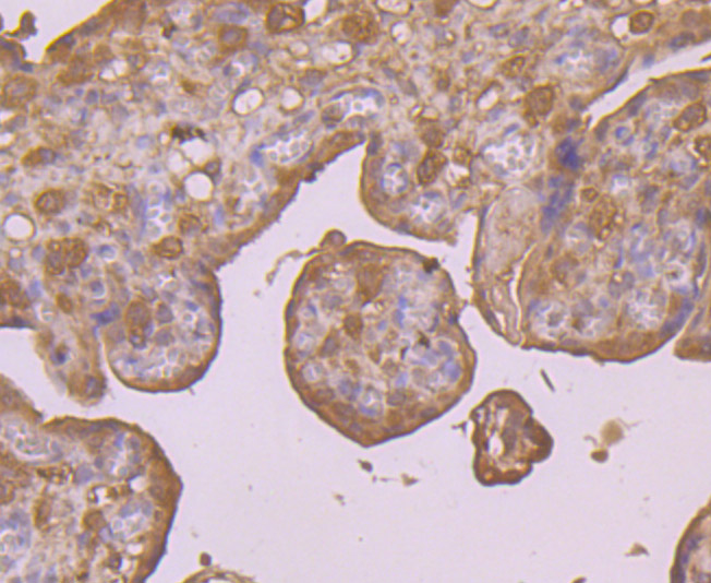 Immunohistochemical analysis of paraffin-embedded human placenta tissue using anti-PRDX6 antibody. Counter stained with hematoxylin.