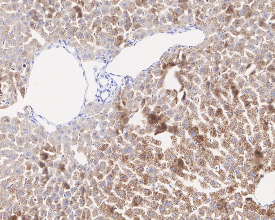 Immunohistochemical analysis of paraffin-embedded mouse liver tissue with Mouse anti-ALDH4A1 antibody (EM1701-74) at 1/1,000 dilution.<br />
<br />
The section was pre-treated using heat mediated antigen retrieval with Tris-EDTA buffer (pH 9.0) for 20 minutes. The tissues were blocked in 1% BSA for 20 minutes at room temperature, washed with ddH2O and PBS, and then probed with the primary antibody (EM1701-74) at 1/1,000 dilution for 1 hour at room temperature. The detection was performed using an HRP conjugated compact polymer system. DAB was used as the chromogen. Tissues were counterstained with hematoxylin and mounted with DPX.