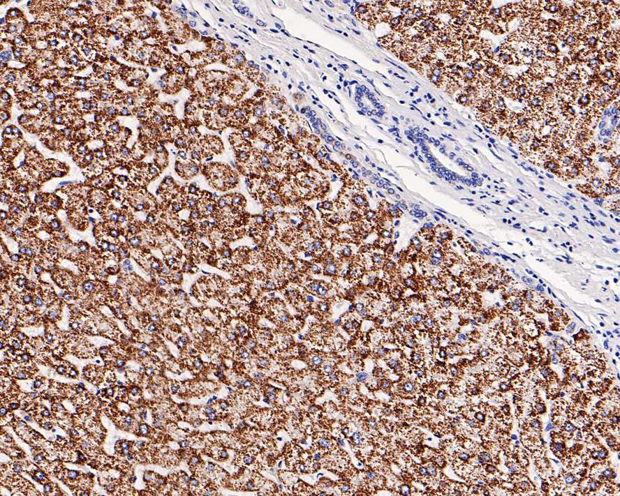 Immunohistochemical analysis of paraffin-embedded human liver tissue with Mouse anti-ALDH4A1 antibody (EM1701-75) at 1/400 dilution.<br />
<br />
The section was pre-treated using heat mediated antigen retrieval with Tris-EDTA buffer (pH 9.0) for 20 minutes. The tissues were blocked in 1% BSA for 20 minutes at room temperature, washed with ddH2O and PBS, and then probed with the primary antibody (EM1701-75) at 1/400 dilution for 1 hour at room temperature. The detection was performed using an HRP conjugated compact polymer system. DAB was used as the chromogen. Tissues were counterstained with hematoxylin and mounted with DPX.