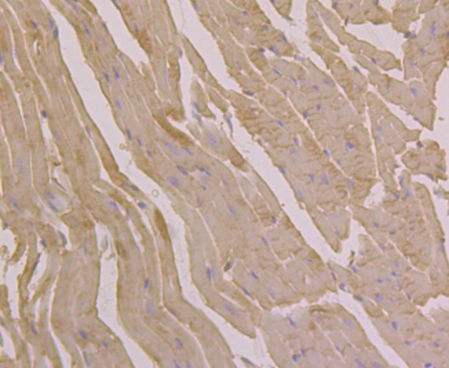 Immunohistochemical analysis of paraffin-embedded mouse heart tissue using anti-UGP2 antibody. Counter stained with hematoxylin.