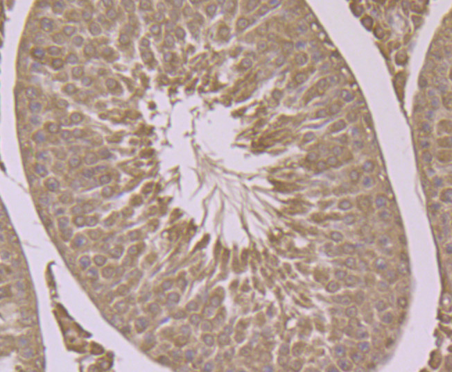 Immunohistochemical analysis of paraffin-embedded rat testis tissue using anti-HSPA1L antibody. Counter stained with hematoxylin.