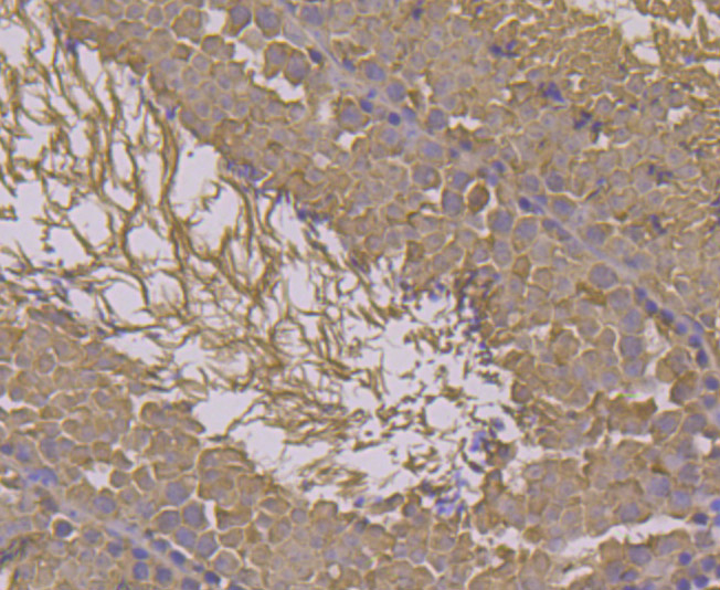 Immunohistochemical analysis of paraffin-embedded mouse testis tissue using anti-HSPA1L antibody. Counter stained with hematoxylin.