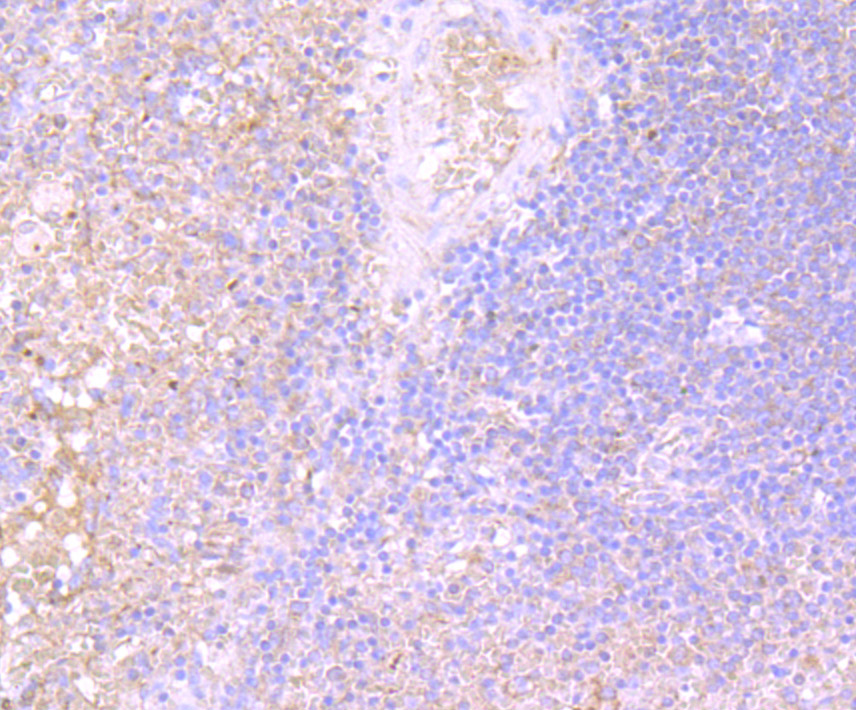 Immunohistochemical analysis of paraffin-embedded human spleen tissue using anti-IL-31 antibody. Counter stained with hematoxylin.