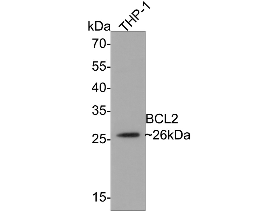 Western blot analysis of BCL2 on THP-1 cell lysates with Mouse anti-BCL2 antibody (EM1701-82) at 1/500 dilution.<br />
<br />
Lysates/proteins at 10 µg/Lane.<br />
<br />
Predicted band size: 26 kDa<br />
Observed band size: 26 kDa<br />
<br />
Exposure time: 1 minute;<br />
<br />
12% SDS-PAGE gel.<br />
<br />
Proteins were transferred to a PVDF membrane and blocked with 5% NFDM/TBST for 1 hour at room temperature. The primary antibody (EM1701-82) at 1/500 dilution was used in 5% NFDM/TBST at room temperature for 2 hours. Goat Anti-Mouse IgG - HRP Secondary Antibody (HA1006) at 1:100,000 dilution was used for 1 hour at room temperature.