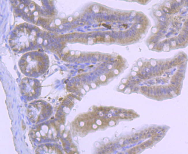 Immunohistochemical analysis of paraffin-embedded mouse colon tissue using anti-CDCP1 antibody. Counter stained with hematoxylin.