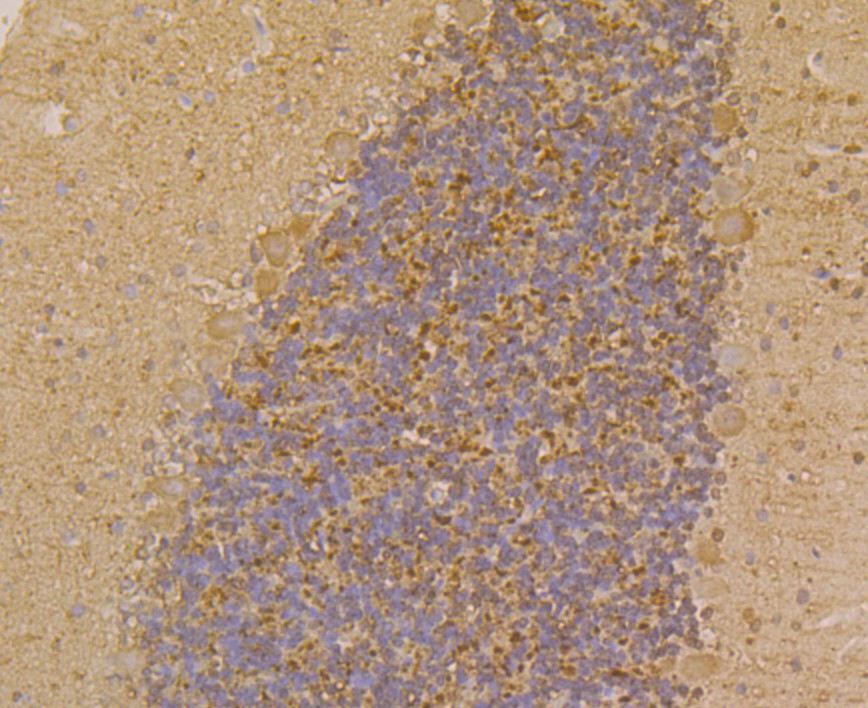 Immunohistochemical analysis of paraffin-embedded rat cerebellum tissue using anti-PGP9.5 antibody. Counter stained with hematoxylin.