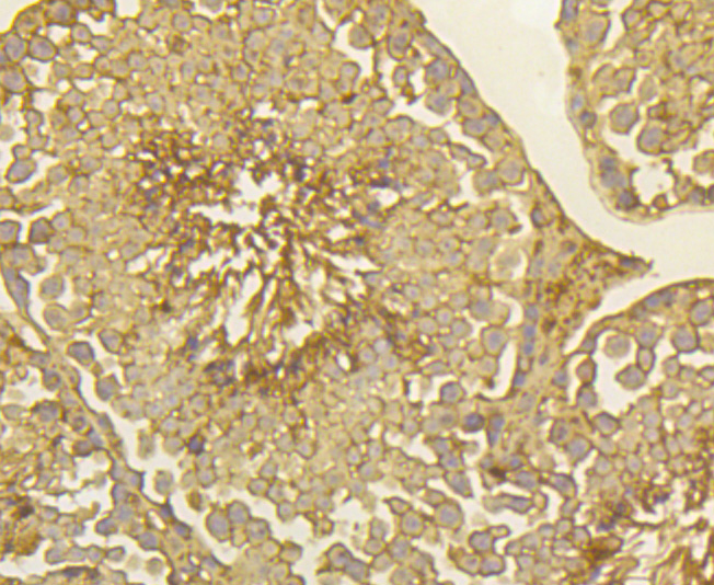 Immunohistochemical analysis of paraffin-embedded mouse testis tissue using anti-PLGF antibody. Counter stained with hematoxylin.