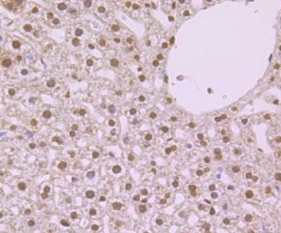 Immunohistochemical analysis of paraffin-embedded mouse liver tissue using anti-NFIB/NF1B2 antibody. Counter stained with hematoxylin.