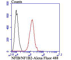 Flow cytometric analysis of SH-SY5Y cells with NFIB/NF1B2 antibody at 1/100 dilution (red) compared with an unlabelled control (cells without incubation with primary antibody; black). Alexa Fluor 488-conjugated goat anti-mouse IgG was used as the secondary antibody.