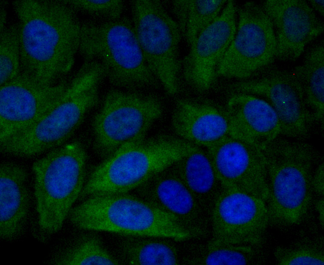 ICC staining PLGF (green) in HepG2 cells. The nuclear counter stain is DAPI (blue). Cells were fixed in paraformaldehyde, permeabilised with 0.25% Triton X100/PBS.