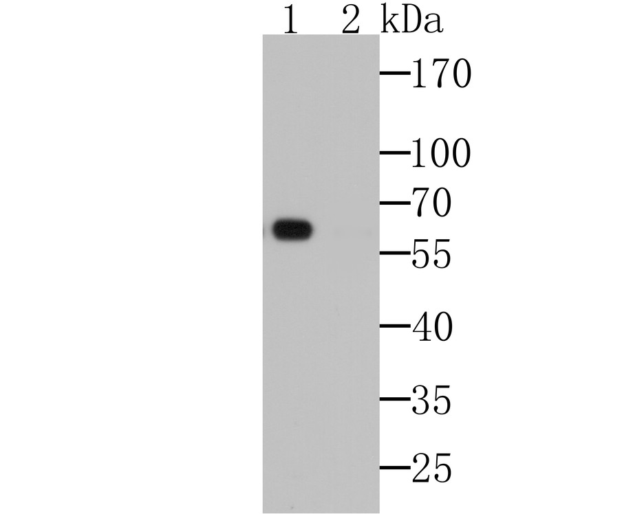 Western blot analysis of TGG2 on Arabidopsis thaliana lysates.<br />
 Positive control:<br />
 Lane 1: Anti-TGG2 antibody, 1/1,000 dilution.<br />
 Lane 2: Anti-TGG2 antibody, preincubated with the control peptide antigen.