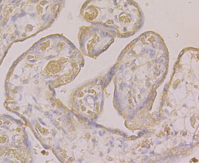 Immunohistochemical analysis of paraffin-embedded human placenta tissue using anti-ATF6 antibody. Counter stained with hematoxylin.