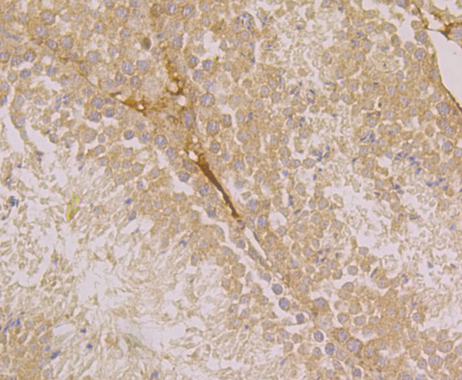 ATF6 Mouse monoclonal Antibody