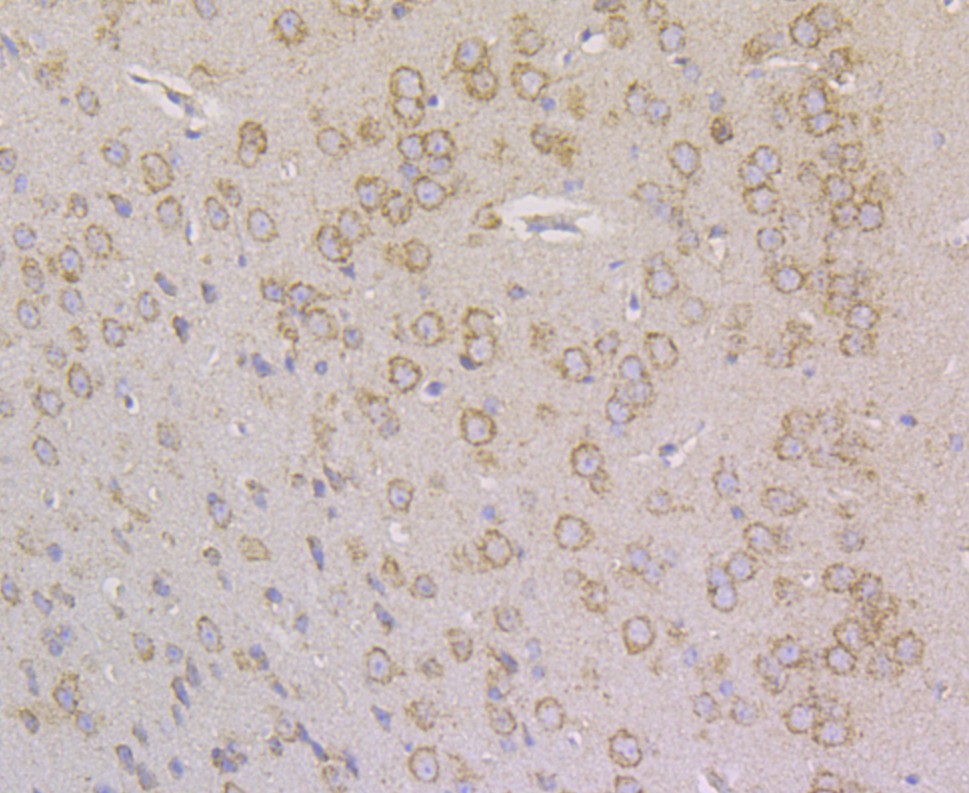 Immunohistochemical analysis of paraffin-embedded mouse brain tissue using anti-ERp72 antibody. Counter stained with hematoxylin.
