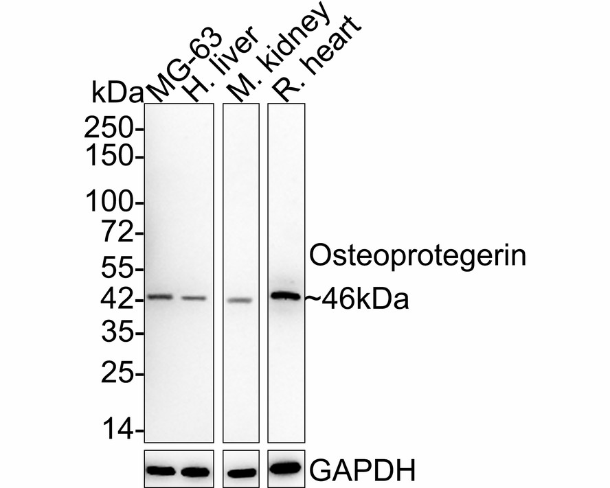 Western blot analysis of Osteoprotegerin on K562 cell lysate using anti-Osteoprotegerin antibody at 1/1000 dilution.