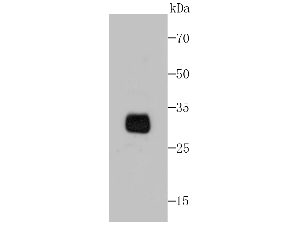 Western blot analysis of PD1 on PD1 transfected 293FT cell lysate using anti-PD1 antibody at 1/1,000 dilution.