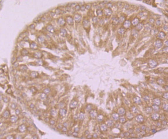 Immunohistochemical analysis of paraffin-embedded rat testis tissue using anti-Calpain 1 antibody. Counter stained with hematoxylin.
