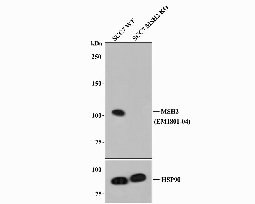 Western blot analysis of MSH2 on K562 cell lysates. Proteins were transferred to a PVDF membrane and blocked with 5% BSA in PBS for 1 hour at room temperature. The primary antibody was used in 5% BSA at room temperature for 2 hours. Goat Anti-Mouse IgG - HRP Secondary Antibody (HA1006) at 1:40,000 dilution was used for 1 hour at room temperature.<br />
Positive control: <br />
Lane 1: Anti-MSH2 antibody, 1:500.<br />
Lane 2: Anti-MSH2 antibody, 1:5,000.