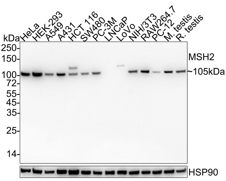 Western blot analysis of MSH2 on different lysates with Mouse anti-MSH2 antibody (EM1801-05) at 1/1,000 dilution.<br />
<br />
Lane 1: HeLa cell lysate (15 µg/Lane)<br />
Lane 2: HEK-293 cell lysate (15 µg/Lane)<br />
Lane 3: A549 cell lysate (15 µg/Lane)<br />
Lane 4: A431 cell lysate (15 µg/Lane)<br />
Lane 5: HCT 116 cell lysate (15 µg/Lane)<br />
Lane 6: SW480 cell lysate (15 µg/Lane)<br />
Lane 7: PC-3M cell lysate (15 µg/Lane)<br />
Lane 8: LNCaP cell lysate (negative) (15 µg/Lane)<br />
Lane 9: LoVo cell lysate (negative) (15 µg/Lane)<br />
Lane 10: NIH/3T3 cell lysate (15 µg/Lane)<br />
Lane 11: RAW264.7 cell lysate (15 µg/Lane)<br />
Lane 12: PC-12 cell lysate (15 µg/Lane)<br />
Lane 13: Mouse testis tissue lysate (25 µg/Lane)<br />
Lane 14: Rat testis tissue lysate (25 µg/Lane)<br />
<br />
Predicted band size: 105 kDa<br />
Observed band size: 105 kDa<br />
<br />
Exposure time: 43 seconds;<br />
<br />
4-20% SDS-PAGE gel.<br />
<br />
Proteins were transferred to a PVDF membrane and blocked with 5% NFDM/TBST for 1 hour at room temperature. The primary antibody (EM1801-05) at 1/1,000 dilution was used in 5% NFDM/TBST at 4℃ overnight. Goat Anti-Mouse IgG - HRP Secondary Antibody (HA1006) at 1/50,000 dilution was used for 1 hour at room temperature.
