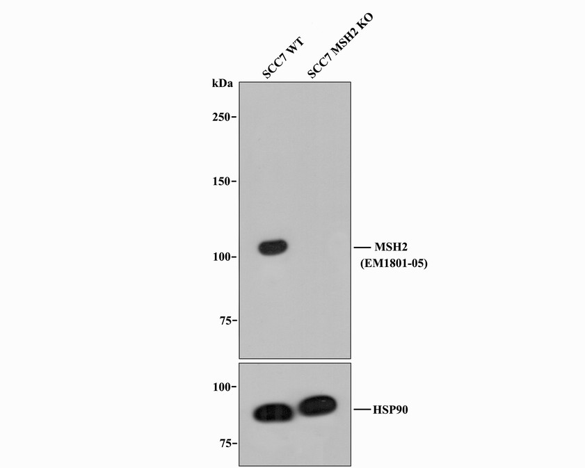All lanes: Western blot analysis of MSH2 with anti-MSH2 antibody (EM1801-05) at 1/1,000 dilution.<br />
Lane 1: Wild-type SCC7 whole cell lysate.<br />
Lane 2: MSH2 knockout SCC7 whole cell lysate.<br />
<br />
EM1801-05 was shown to specifically react with MSH2 in Wild-type SCC7 cells. No band was observed when MSH2 knockout sample was tested. Wild-type and MSH2 knockout samples were subjected to SDS-PAGE. Proteins were transferred to a PVDF membrane and blocked with 5% NFDM in TBST for 1 hour at room temperature. The primary Anti-MSH2 antibody (EM1801-05, 1/1,000) and Anti-HSP90 antibody (ET1605-56, 1/10,000) were used in 5% BSA at room temperature for 2 hours. Goat Anti-Mouse IgG HRP Secondary Antibody (HA1006) at 1:20,000 dilution was used for 1 hour at room temperature.