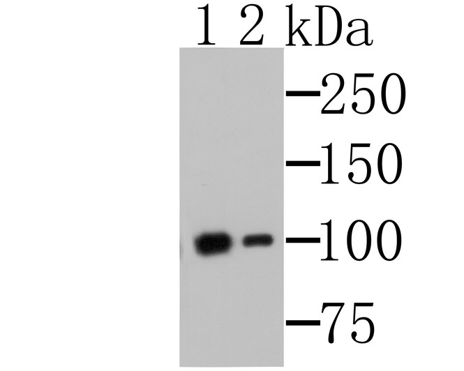 Western blot analysis of MSH2 on K562 cell lysates. Proteins were transferred to a PVDF membrane and blocked with 5% BSA in PBS for 1 hour at room temperature. The primary antibody was used in 5% BSA at room temperature for 2 hours. Goat Anti-Mouse IgG - HRP Secondary Antibody (HA1006) at 1:40,000 dilution was used for 1 hour at room temperature.<br />
Positive control:<br />
Lane 1: Anti-MSH2 antibody, 1:500.<br />
Lane 2: Anti-MSH2 antibody, 1:5,000.