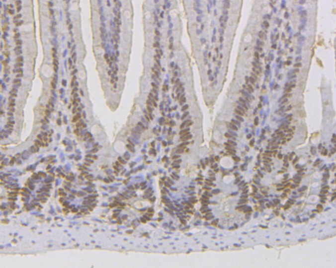 Immunohistochemical analysis of paraffin-embedded mouse colon tissue using anti-MSH2 antibody. Counter stained with hematoxylin.  The section was pre-treated using heat mediated antigen retrieval with sodium citrate buffer (pH6) for 20 mins.