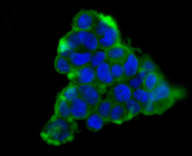 ICC staining Carbonic anhydrase 2 in AGS cells (green). Formalin fixed cells were permeabilized with 0.1% Triton X-100 in TBS for 10 minutes at room temperature and blocked with 1% Blocker BSA for 15 minutes at room temperature. Cells were probed with Carbonic anhydrase 2 monoclonal antibody at a dilution of 1:100 for at least 1 hour at room temperature, washed with PBS. Alexa Fluorc™ 488 Goat anti-Mouse IgG was used as the secondary antibody at 1/100 dilution. The nuclear counter stain is DAPI (blue).