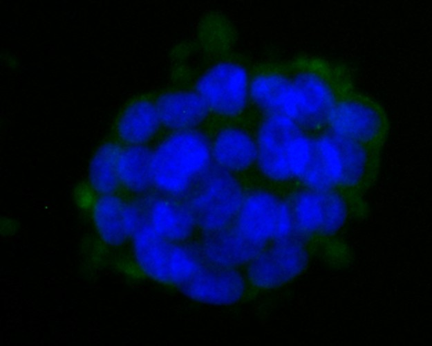 Immunocytochemistry staining HLA Class 1 ABC in 293T cells (green). Formalin fixed cells were permeabilized with 0.1% Triton X-100 in TBS for 10 minutes at room temperature and blocked with 1% Blocker BSA for 15 minutes at room temperature. Cells were probed with HLA Class 1 ABC polyclonal antibody at a dilution of 1/100 for 1 hour at room temperature, washed with PBS. Alexa Fluor™ 488 Goat anti-Mouse IgG was used as the secondary antibody at 1/100 dilution. The nuclear counter stain is DAPI (blue).