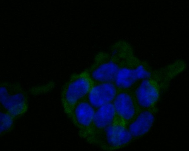 ICC staining HLA Class 1 ABC in 293T cells (green). Formalin fixed cells were permeabilized with 0.1% Triton X-100 in TBS for 10 minutes at room temperature and blocked with 1% Blocker BSA for 15 minutes at room temperature. Cells were probed with HLA Class 1 ABC at a dilution of 1:200 for 1 hour at room temperature, washed with PBS. Alexa Fluorc™ 488 Goat anti-Mouse IgG was used as the secondary antibody at 1/100 dilution. The nuclear counter stain is DAPI (blue).