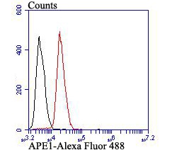 Flow cytometric analysis of APE1 was done on SiHa cells. The cells were fixed, permeabilized and stained with APE1 antibody at 1/100 dilution (red) compared with an unlabelled control (cells without incubation with primary antibody; black). After incubation of the primary antibody on room temperature for an hour, the cells was stained with a Alexa Fluor™ 488-conjugated goat anti-mouse IgG Secondary antibody at 1/500 dilution for 30 minutes.