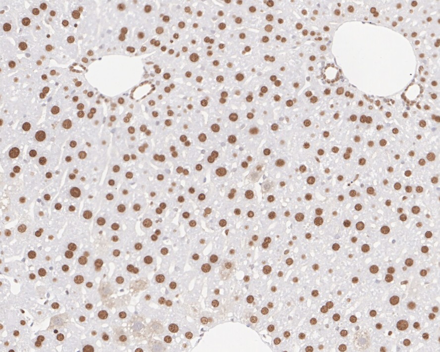 Immunohistochemical analysis of paraffin-embedded mouse liver tissue with Mouse anti-APE1 antibody (EM1801-12) at 1/1,000 dilution.<br />
<br />
The section was pre-treated using heat mediated antigen retrieval with sodium citrate buffer (pH 6.0) for 2 minutes. The tissues were blocked in 1% BSA for 20 minutes at room temperature, washed with ddH2O and PBS, and then probed with the primary antibody (EM1801-12) at 1/1,000 dilution for 1 hour at room temperature. The detection was performed using an HRP conjugated compact polymer system. DAB was used as the chromogen. Tissues were counterstained with hematoxylin and mounted with DPX.