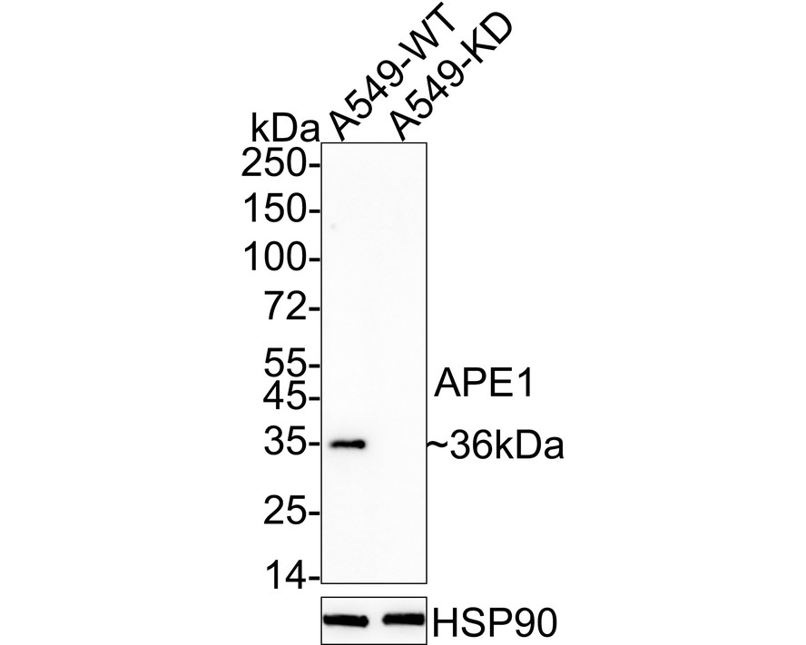 Western blot analysis of APE1 on HL-60 lysates. Proteins were transferred to a PVDF membrane and blocked with 5% BSA in PBS for 1 hour at room temperature. The primary antibody was used at a 1:1,000 dilution in 5% BSA at room temperature for 2 hours. Goat Anti-Mouse IgG - HRP Secondary Antibody (HA1006) at 1:5,000 dilution was used for 1 hour at room temperature.