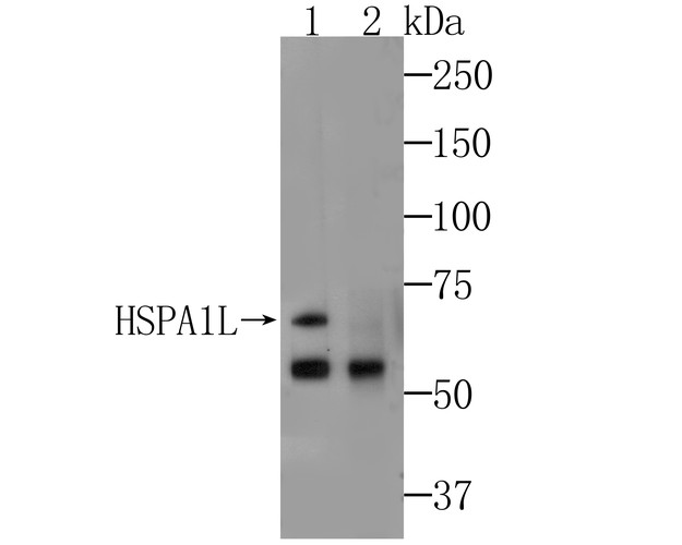 ICC staining HSPA1L in 293T cells (green). Formalin fixed cells were permeabilized with 0.1% Triton X-100 in TBS for 10 minutes at room temperature and blocked with 1% Blocker BSA for 15 minutes at room temperature. Cells were probed with HSPA1L monoclonal antibody at a dilution of 1:50 for 1 hour at room temperature, washed with PBS. Alexa Fluorc™ 488 Goat anti-Mouse IgG was used as the secondary antibody at 1/100 dilution. The nuclear counter stain is DAPI (blue).