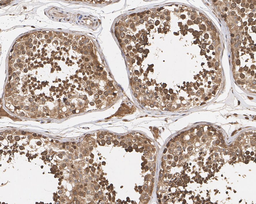 Immunohistochemical analysis of paraffin-embedded mouse testis tissue using anti-HSPA1L antibody. The section was pre-treated using heat mediated antigen retrieval with sodium citrate buffer (pH 6.0) for 20 minutes. The tissues were blocked in 5% BSA for 30 minutes at room temperature, washed with ddH2O and PBS, and then probed with the antibody (EM1801-16) at 1/200 dilution, for 30 minutes at room temperature and detected using an HRP conjugated compact polymer system. DAB was used as the chrogen. Counter stained with hematoxylin and mounted with DPX.