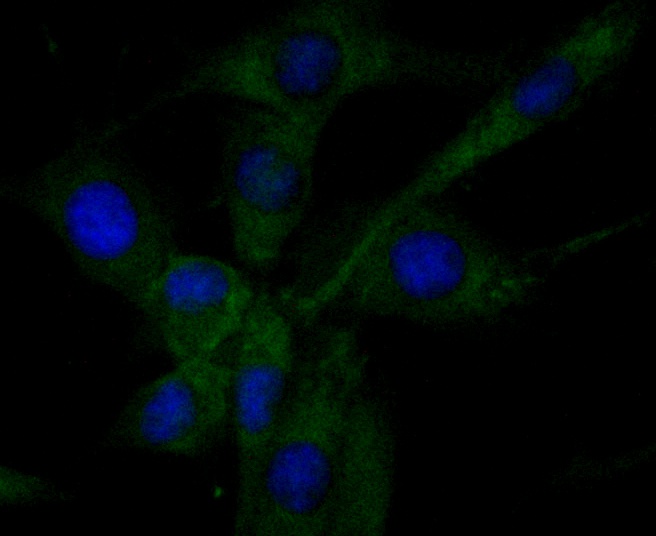 ICC staining Ribonuclease 3 in SHG-44 cells (green). Formalin fixed cells were permeabilized with 0.1% Triton X-100 in TBS for 10 minutes at room temperature and blocked with 1% Blocker BSA for 15 minutes at room temperature. Cells were probed with Ribonuclease 3 monoclonal antibody at a dilution of 1:50 for 1 hour at room temperature, washed with PBS. Alexa Fluorc™ 488 Goat anti-Mouse IgG was used as the secondary antibody at 1/100 dilution. The nuclear counter stain is DAPI (blue).